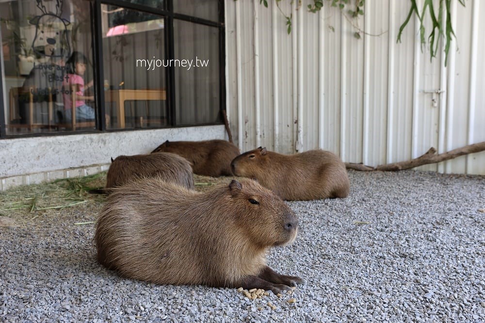 埔里新景點！水豚、貓咪陪喝咖啡，爸媽必收的育兒休息站